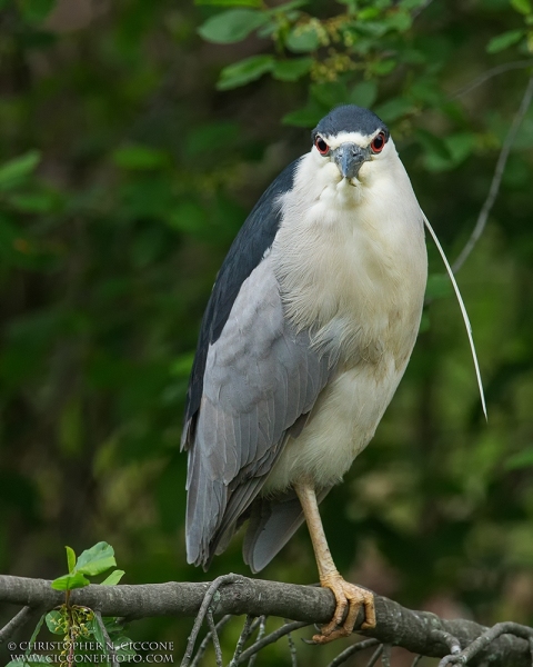 Black-crowned Night-Heron