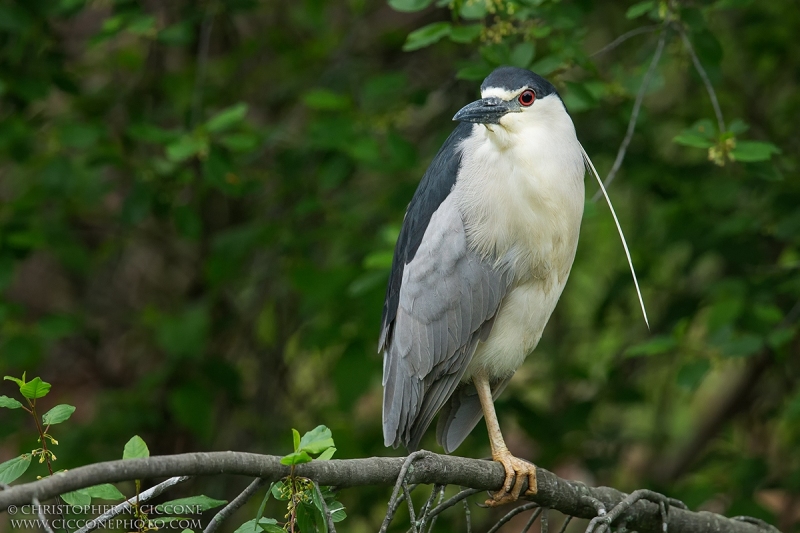 Black-crowned Night-Heron