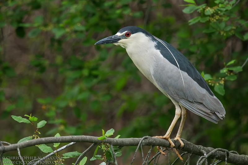 Black-crowned Night-Heron