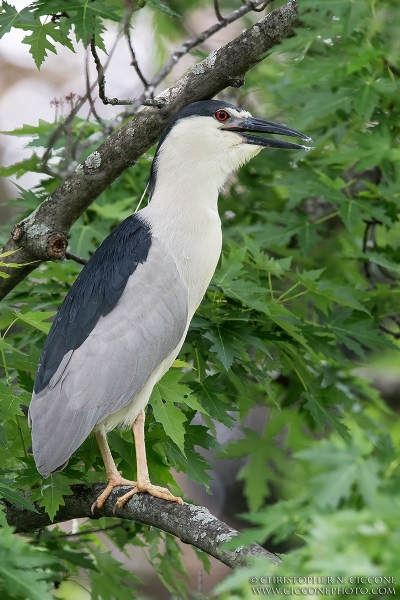 Black-crowned Night-Heron