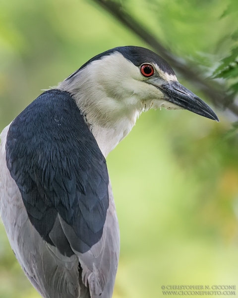 Black-crowned Night-Heron