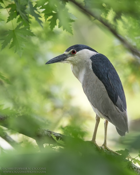 Black-crowned Night-Heron