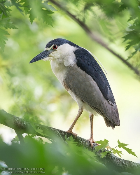 Black-crowned Night-Heron