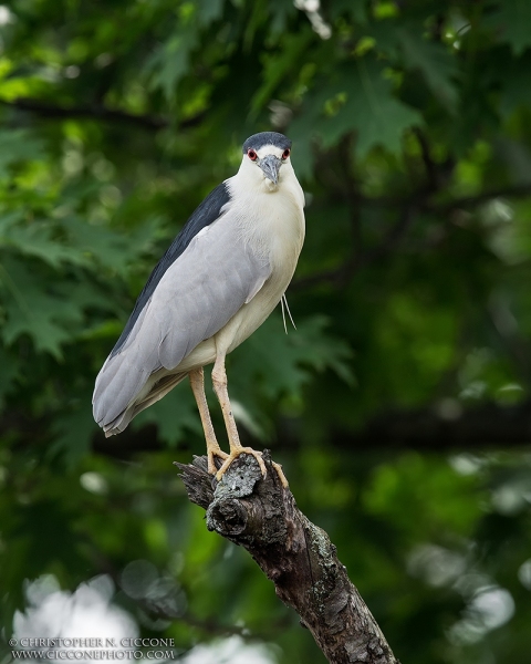 Black-crowned Night-Heron