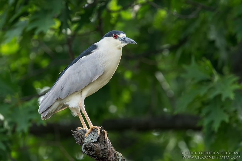 Black-crowned Night-Heron