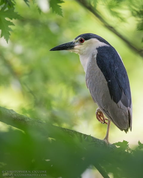 Black-crowned Night-Heron