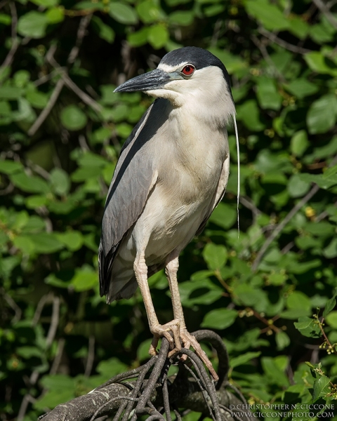 Black-crowned Night-Heron