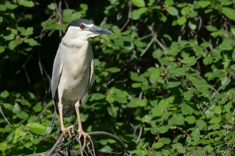 Black-crowned Night-Heron