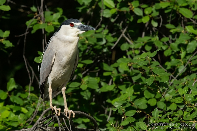 Black-crowned Night-Heron