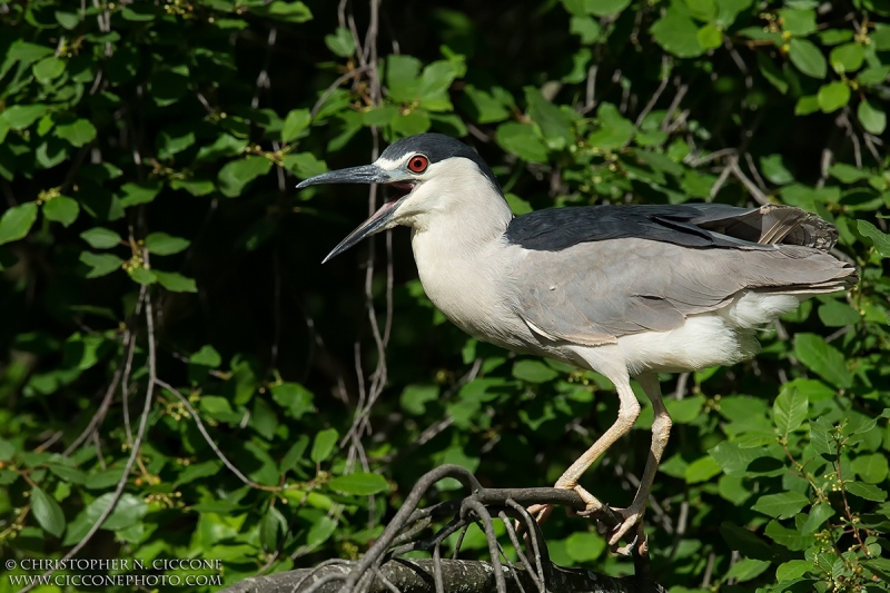 Black-crowned Night-Heron