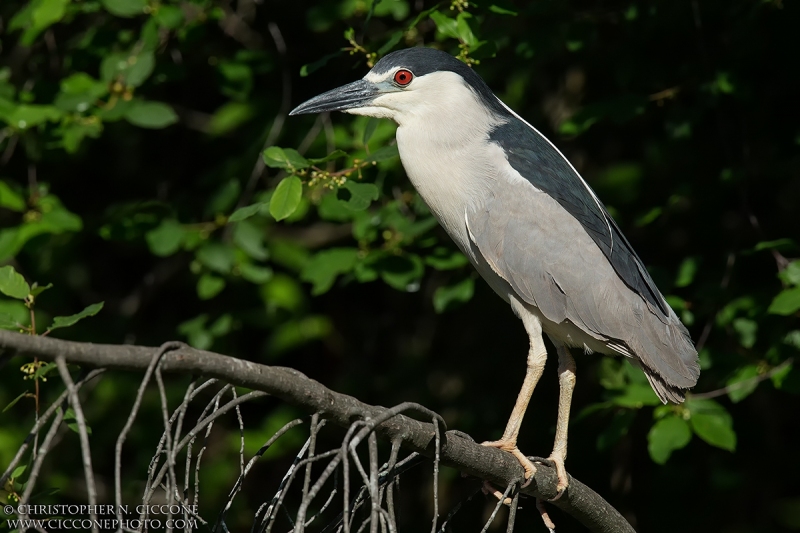 Black-crowned Night-Heron