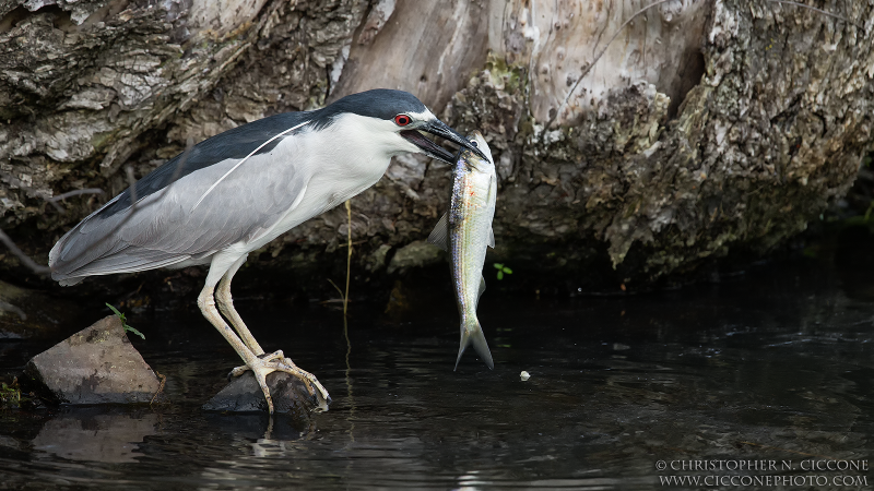 Black-crowned Night-Heron