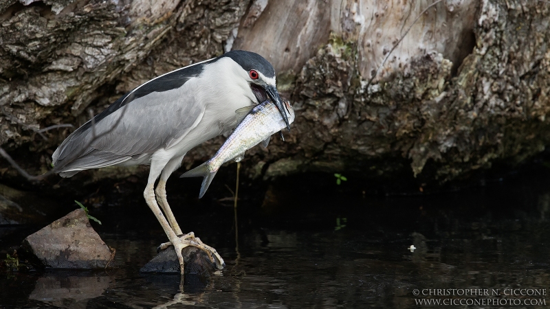 Black-crowned Night-Heron