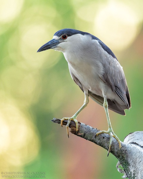 Black-crowned Night-Heron