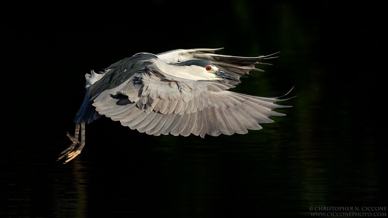 Black-crowned Night-Heron