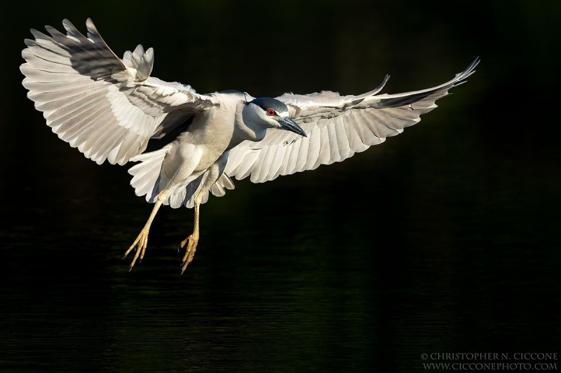 Black-crowned Night-Heron