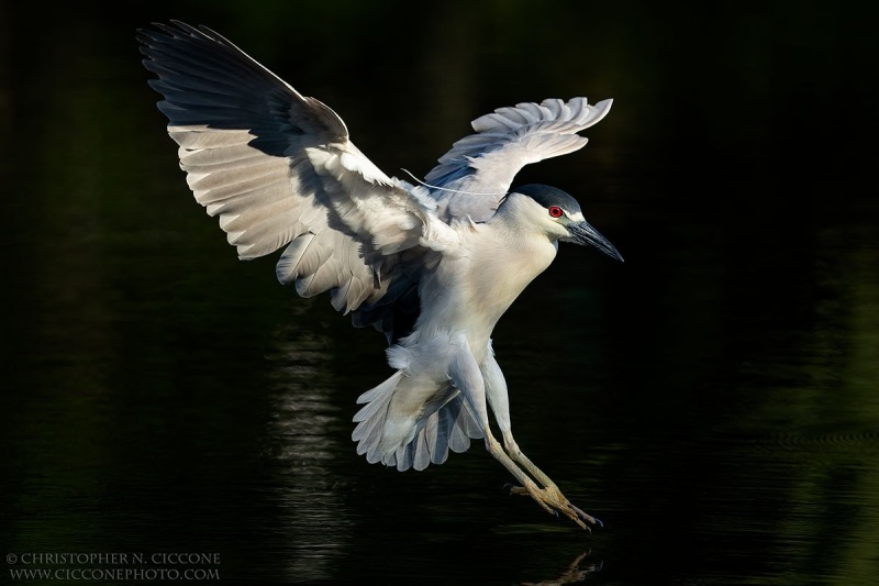 Black-crowned Night-Heron