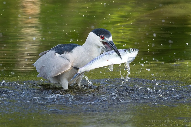 Black-crowned Night-Heron