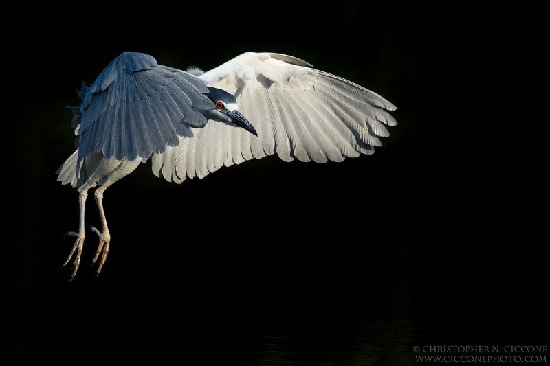 Black-crowned Night-Heron