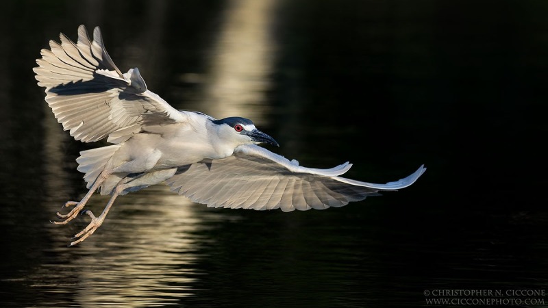 Black-crowned Night-Heron