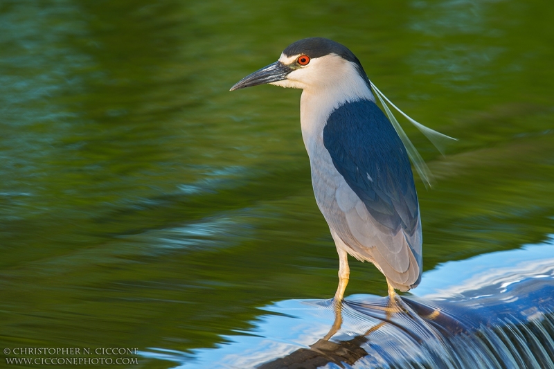 Black-crowned Night-Heron