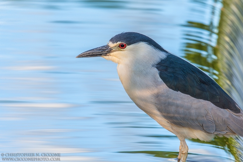 Black-crowned Night-Heron