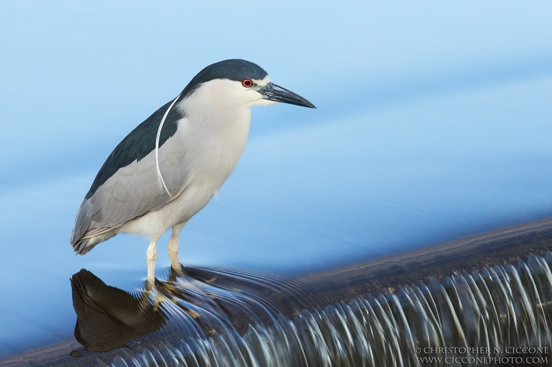 Black-crowned Night-Heron