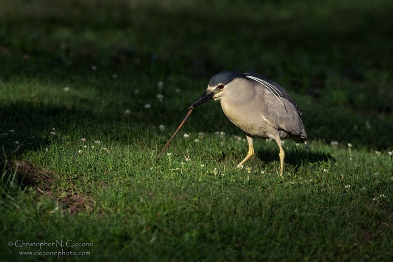 Black-crowned Night-Heron