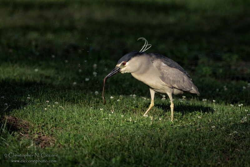 Black-crowned Night-Heron