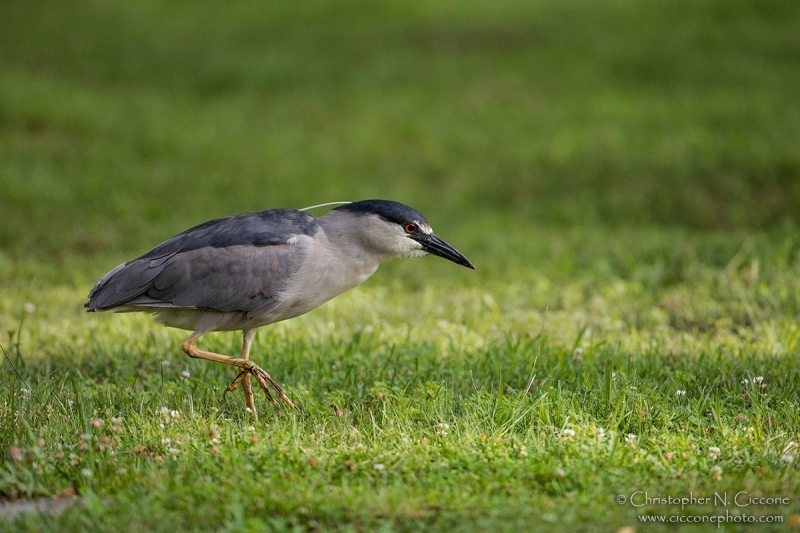 Black-crowned Night-Heron