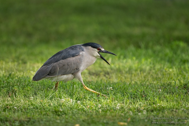 Black-crowned Night-Heron