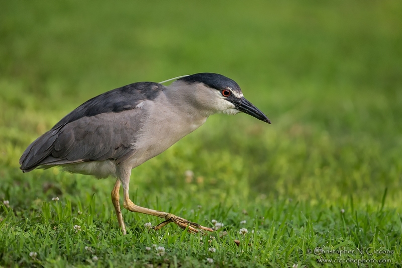 Black-crowned Night-Heron