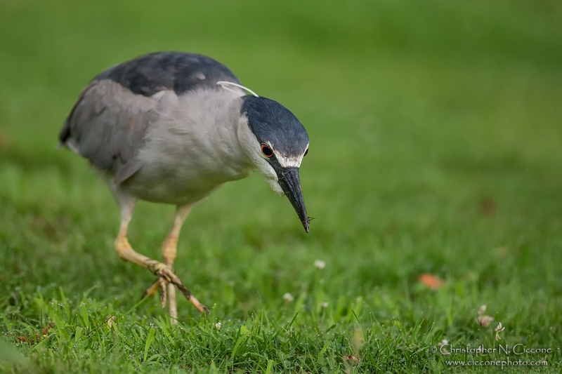 Black-crowned Night-Heron