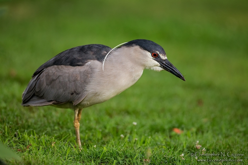 Black-crowned Night-Heron