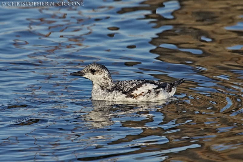 Black Guillemot