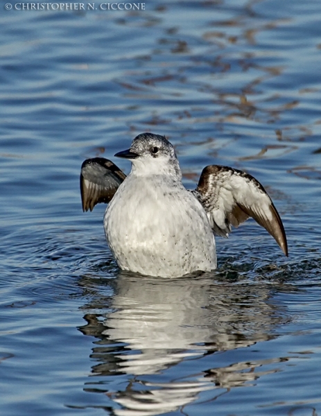 Black Guillemot