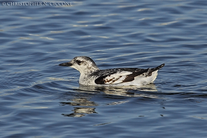 Black Guillemot