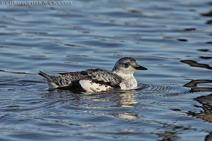 Black Guillemot