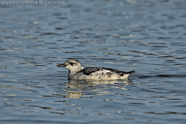 Black Guillemot