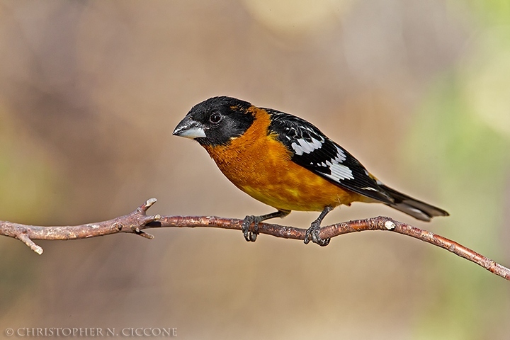 Black-headed Grosbeak