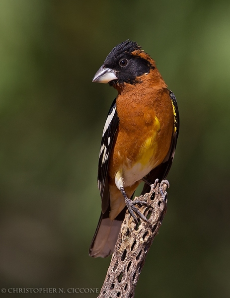 Black-headed Grosbeak