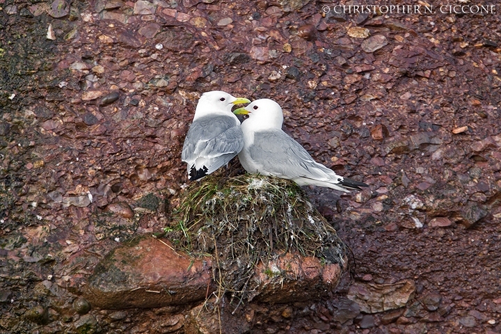 Black-legged Kittiwake