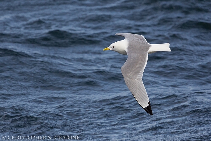 Black-legged Kittiwake