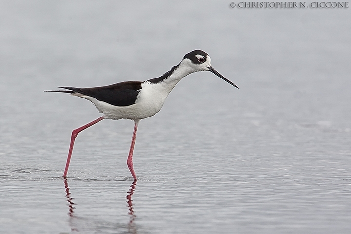 Black-necked Stilt