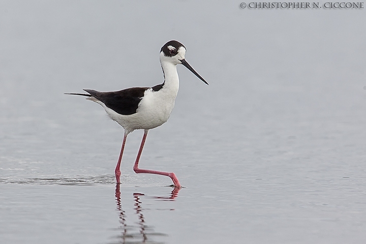 Black-necked Stilt