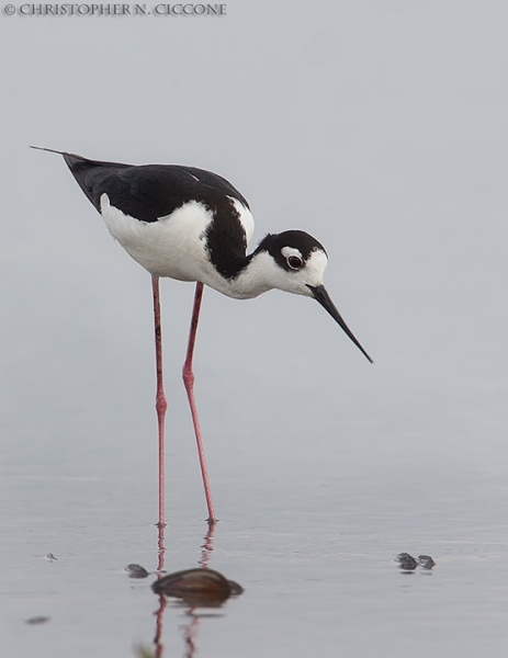 Black-necked Stilt