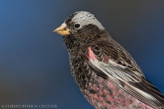 Black Rosy-Finch