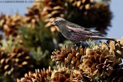 Black Rosy-Finch