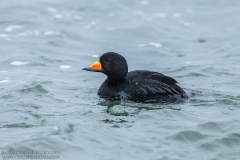 Black Scoter