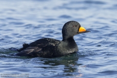 Black Scoter